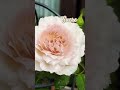 河本バラ園　 シュクレ　 河本純子　 junkokawamoto rosegarden japaneserose rose gardenrose