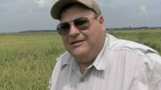 US Rice Farmers Push For Cuba Trade Opening