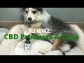 Are CBD Products Safe and Effective for Dogs?