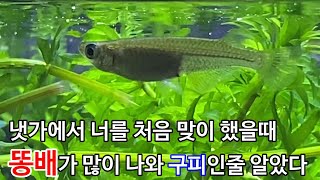 너가 구피인줄 알았다(대륙송사리)