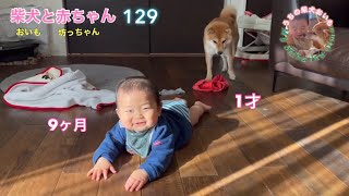 とうとうやられました🧦👖🐕✨👶🏻🌀柴犬と赤ちゃんの日常129