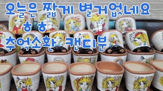 12월21일 토끼네화분 #꽃향기공방분# 캔디화분 5만이상 택비무료