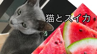 猫にスイカをあげると、、【ロシアンブルー】