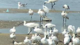 Black-faced Spoonbill @ Incheon, Korea. 4 Sep 2024. / クロツラヘラサギ。親と子。