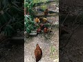 🍂 vibrant green pasture chickens snack on bugs u0026 fresh fruit 🐓