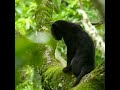 graceful panther in the kabini forest