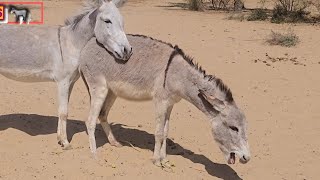 Donkeys Part 5 |Animals in My Village |@mp2animals9