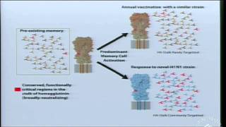 Memory CD8 T Cell Differentiation