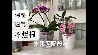 【20332】蝴蝶兰，保湿透气不烂根，水果网隔段法，用了高锰酸钾 // 静姐说花511