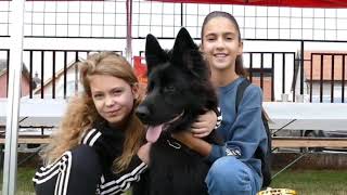 German Shepherd IX Bono Bogatic 2 Memories ,Judge- Reinhardt Meyer Germany 🇩🇪 ,#germanshepherd #gsd