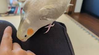 要求が強すぎる（笑）どうしてもカキカキしてほしいオカメインコ