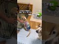 goldenretriever dog goldenretrieverpuppy 愛犬とお出かけ 大型犬のいる生活 犬連れ旅 リゾートバンビーノ