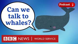 How AI could help us talk to animals - What in the World podcast, BBC World Service