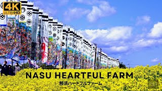 (4K) 那須ハートフルファーム (Nasu Heartful Farm) 菜の花＆武者絵幟 (栃木の絶景)