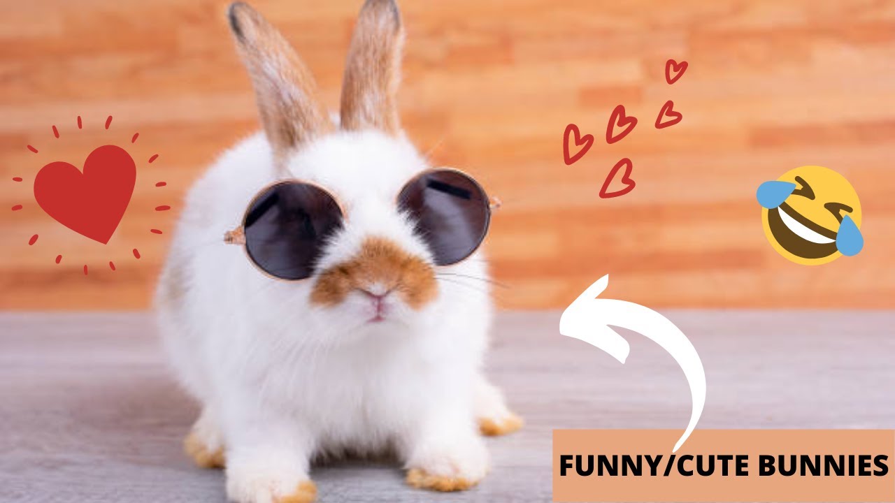 Funny Cute Bunnies Youtube