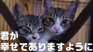 人間が信じられなかった子猫、幸せになるために巣立つ