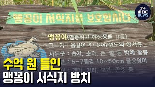 수억원 들인 '맹꽁이 서식지' 방치 (뉴스투데이 2022.10.07 광주MBC)