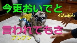 【パグ】pug  ツンデレお姉ちゃんは困るょ。