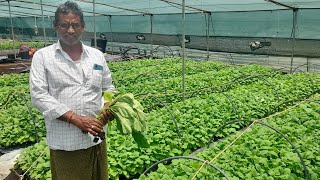 రైతులకు సిద్దంగా వంగ నారు# brinjal # నర్సరీలో # వెజిటబుల్ సీడ్స్