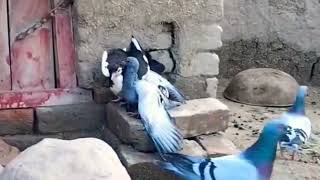 Donkey And Horse Mating Process Sexual Behaviour Hot Video