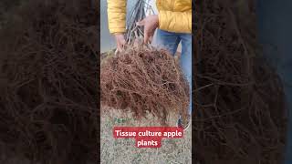 Tissue culture apple plants , best quality plants 9816757642 #apple #fruitplantnursery #m9 #m9t337