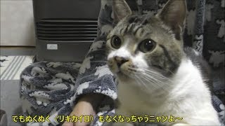 何においてもパパの膝が大好きな猫リキちゃん☆甘えん坊な猫【リキちゃんねる　猫動画】Cat videos キジトラ猫との暮らし