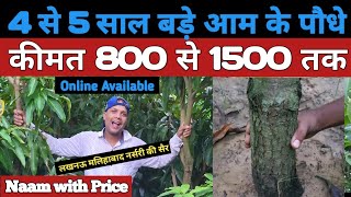 Awadh Nursery Malihabad Lucknow | malihabad nursery | malihabad mango rate 2024 mango plant nursery