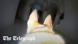 Israel sends dog with camera into Hamas tunnels