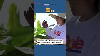 [DOLE] 돌 ◤맨해튼튜브◢