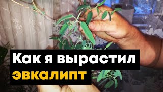 Как вырастить и ухаживать за эвкалиптом