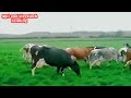 world highest milking biggest udder holstein friesian cow breed gay farming documentary