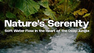 Nature's Serenity. Soft Water Flow In The Heart Of The Deep Jungle ASMR