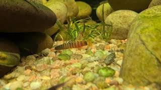 Schistura sp. (Brahmastra Loach) from the Western Ghats (Part 1)