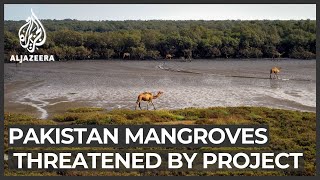 $50bn housing project threatens mangroves on Pakistani island