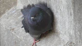 【ハト日記】彼にしか分からない癒し/Columba livia