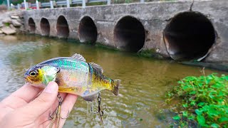 Catching DOUBLE DIGIT Bass While Bank Fishing