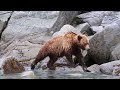 encounter with a large kamchatka brown bear