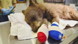 Bear Cub Recovering After Paws Burned In Fire