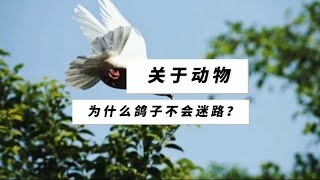 第17集｜科普知识【鸽子为什么不会迷路？】