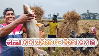 ନିଆରା ମାଛ ଧରା viral ଦାଦାଙ୍କର || youngest farmer|| ବିଲରେ ଓଦା ହେଲା ଧାନ #odiabloger #fishing #trending