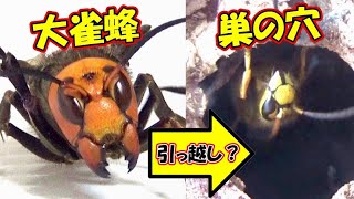 【勘違いした？】オオスズメバチをキイロスズメバチの巣穴に投入した結果！