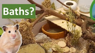 How to Bathe Your Hamster | Hamster care