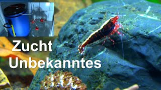 Hast Du so noch nicht gesehen. Eindrücke aus der Zucht und Zeolith Aquarium im Wandel