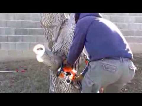 3 Cut Method to Removing Large Tree Branches 3 Cut Method to Removing Large Tree Branches