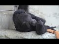 チンパンジー　チコちゃんチェリーちゃんジュンくん　のどかな日常　【浜松市動物園】　chimpanzee hamamatsu zoo