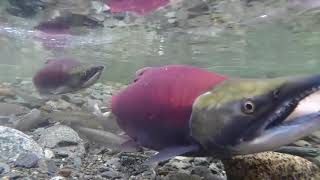 Sockeye Salmon Video