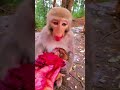 monkey short video monkey very nice seen monkey funny videos viral subscribe