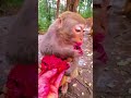 monkey short video monkey very nice seen monkey funny videos viral subscribe