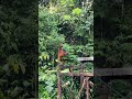 Tengok orang Hutan di Semenggoh Wildlife Centre