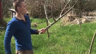 Grafting fruit trees for beginners part 2, the bark graft method. Apple.